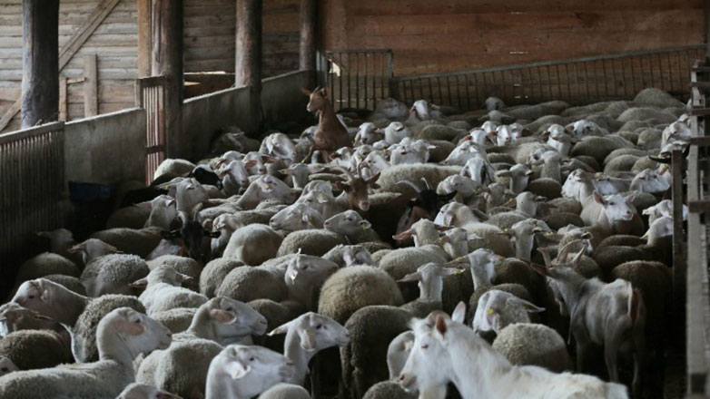 Άμεση η ανταπόκριση της Περιφέρειας Αττικής στα πρώτα κρούσματα πανώλης στον Ασπρόπυργο