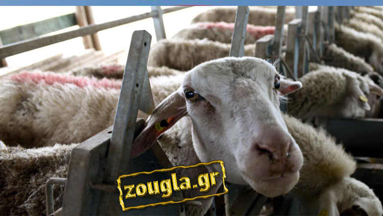 Πανώλη: Τι να προσέξετε στο κρέας