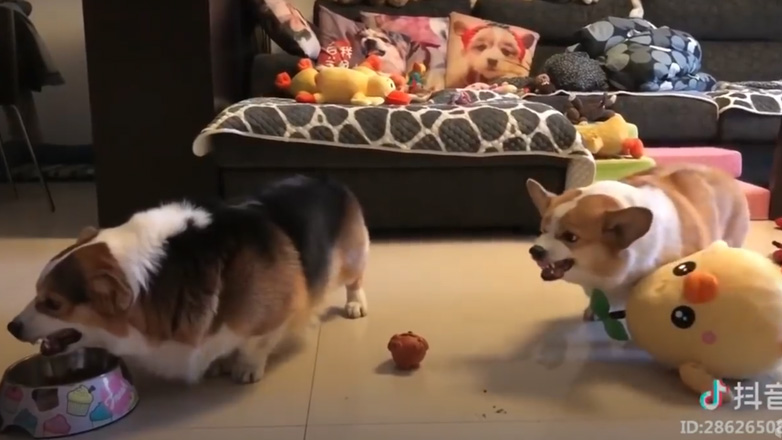 Ανάμεσα σε δύο αιμοβόρα κόργκι