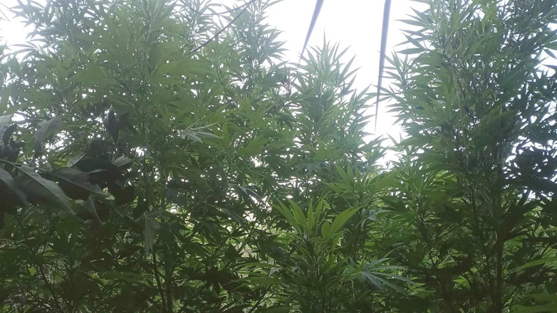 Ηράκλειο: Δύο συλλήψεις για καλλιέργεια δενδρυλλίων κάνναβης