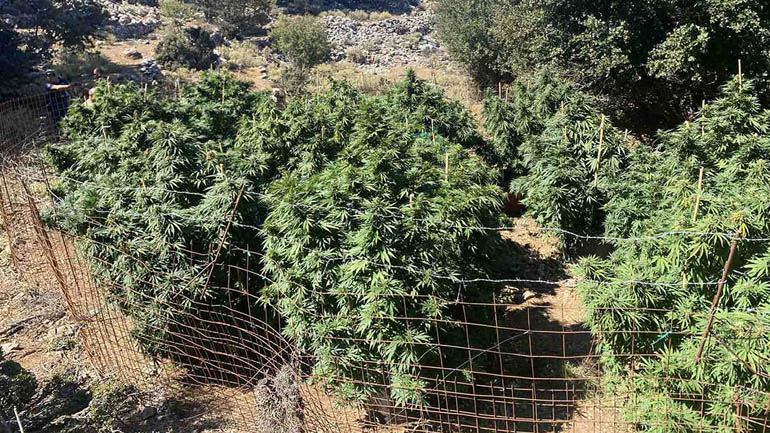 Εντοπίστηκαν 12 φυτείες κάνναβης σε Χανιά και Ρέθυμνο