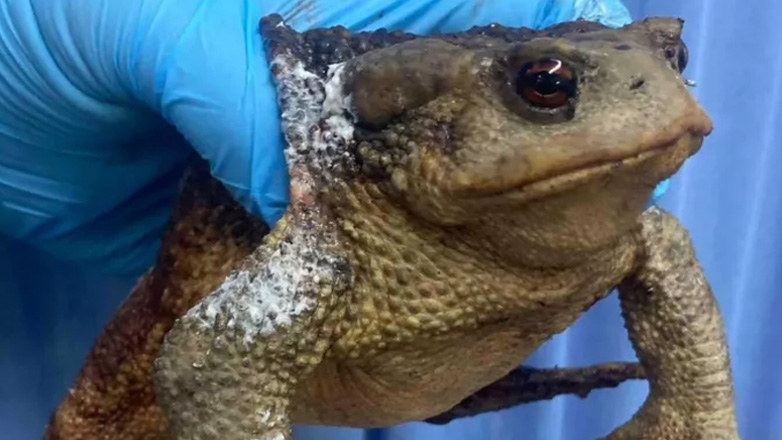 Βάτραχος «Bufo bufo» επιβίωσε από τη φωτιά στην Εύβοια