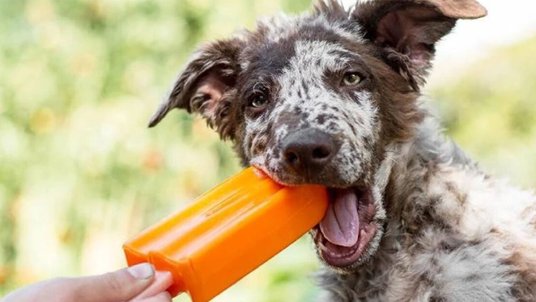 Σπιτική γρανίτα για να δροσιστεί ο σκύλος σας