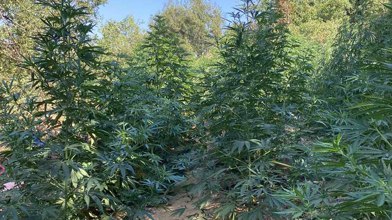 Εντοπίστηκαν τέσσερις φυτείες κάνναβης στα Χανιά