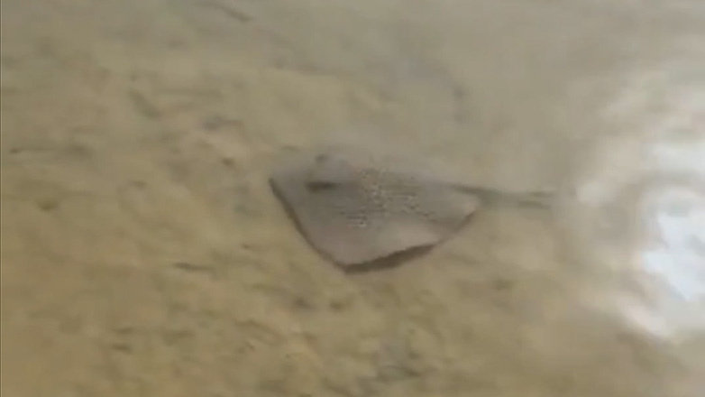 Συνάντηση με ένα σαλάχι