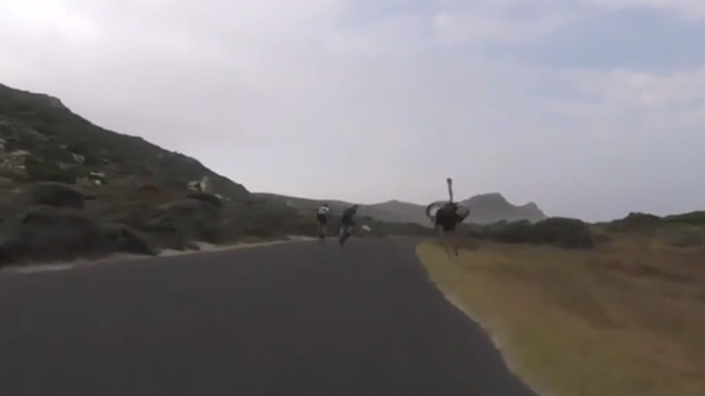 Στρουθοκάμηλος κυνηγά ποδηλάτες