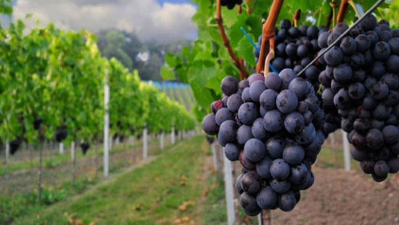 Οι υψηλές θερμοκρασίες έφεραν νωρίτερα τον τρύγο στον αστικό αμπελώνα