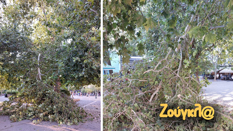 Πτώση δέντρου στην πλατεία Μητροπόλεως στην Αθήνα – Από τύχη γλίτωσαν οι περαστικοί