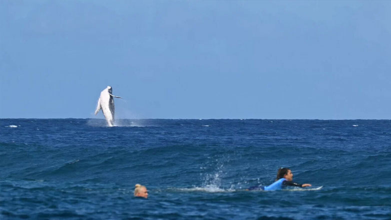 Παρίσι 2024: Φάλαινα κάνει βουτιές την ώρα των ημιτελικών του σέρφινγκ