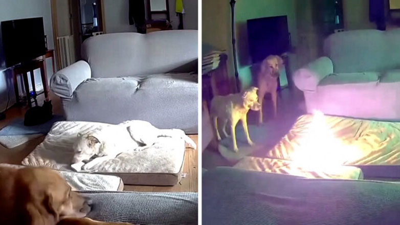 Βίντεο: Σκύλος μασάει power bank και ξεκινά πυρκαγιά σε σπίτι