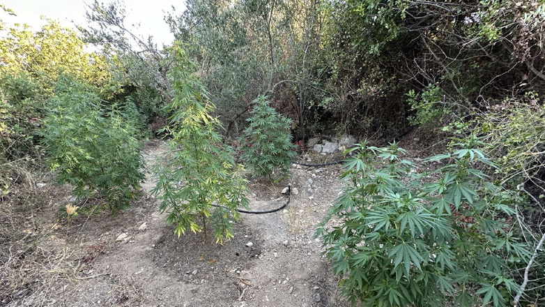 Ρέθυμνο: Εντοπίστηκαν εννέα φυτείες δενδρυλλίων κάνναβης
