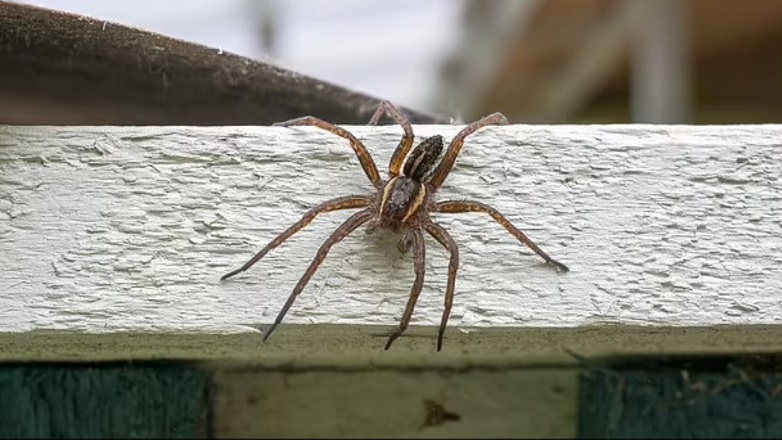 Αράχνες σε μέγεθος αρουραίου κατακλύζουν τη Βρετανία