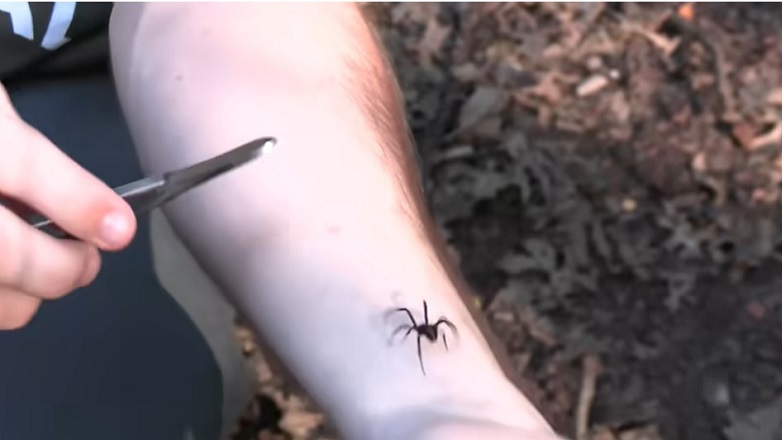 Youtuber άφησε «μαύρη χήρα» να τον δαγκώσει σκόπιμα