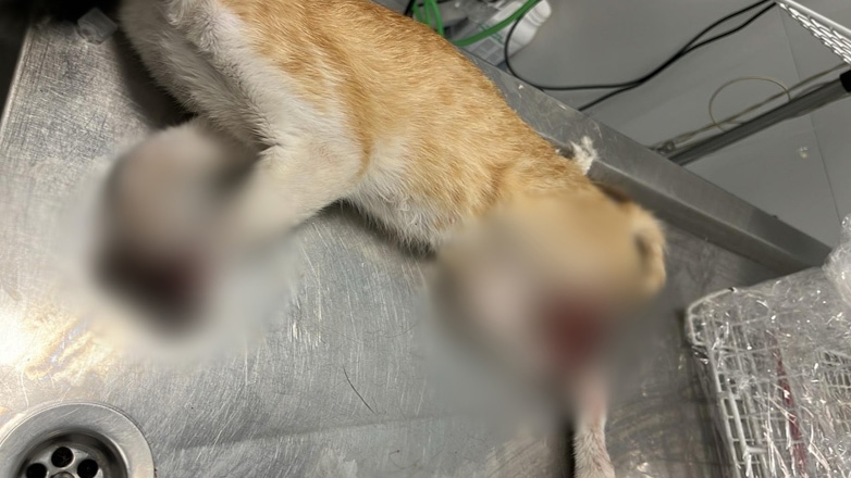 Χαλκιδική: Γάτα βρέθηκε με ακρωτηριασμένα άκρα