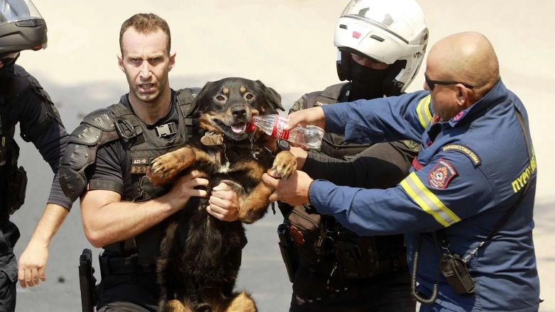 Μεγάλη συμμετοχή για την φροντίδα των ζώων, που διασώθηκαν από τις φλόγες