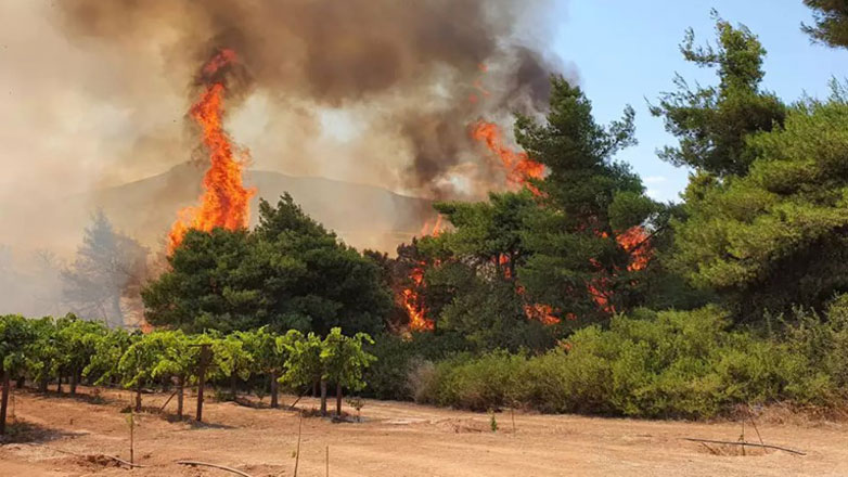 Φωτιά στην Άνω Επίδαυρο Αργολίδας