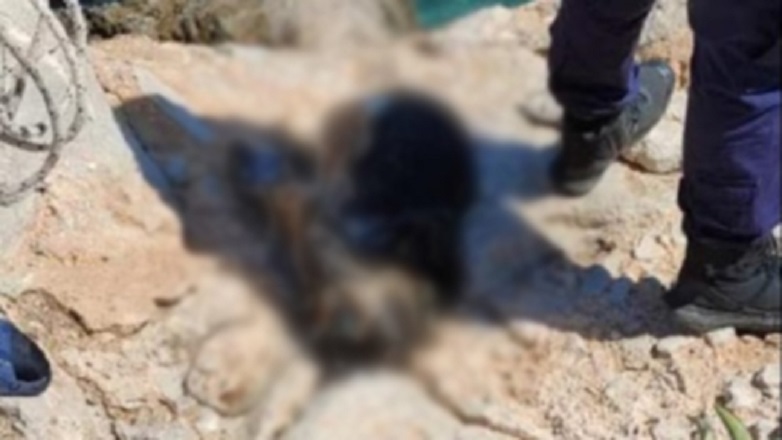 Κτηνωδία στα Μέγαρα: Έδεσαν πέτρα στο λαιμό σκυλιού και το έριξαν στη θάλασσα