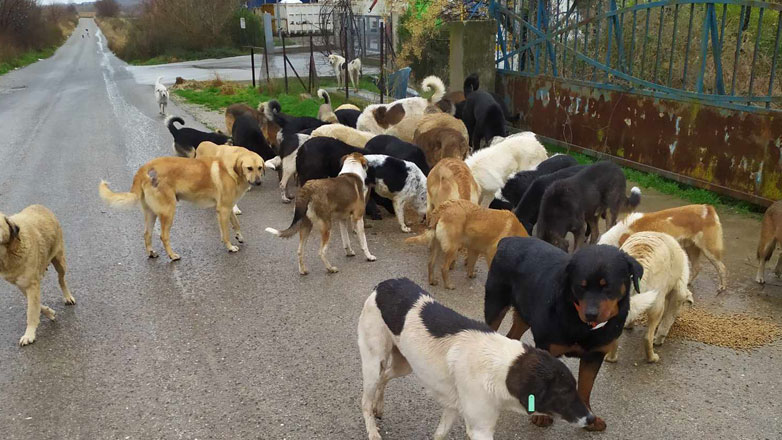 Τουρκία: Προσφυγή της αντιπολίτευσης στη δικαιοσύνη για την ακύρωση επίμαχου νόμου για τους αδέσποτους σκύλους