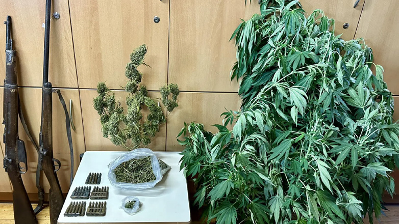 Ρέθυμνο: Συνελήφθη άνδρας με δενδρύλλια κάνναβης και όπλα