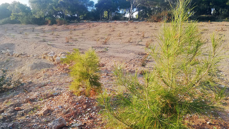 ΕΕΑ: Φυτεύει 20.000 δέντρα στις καμένες περιοχές