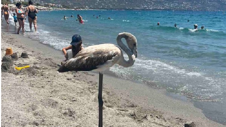 Φλαμίνγκο «βολτάρουν» στις παραλίες της Κρήτης