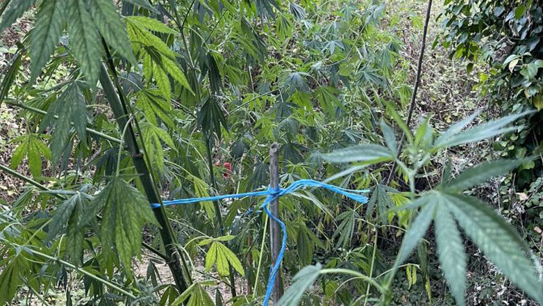 Ρέθυμνο: Εντοπίστηκε φυτεία κάνναβης