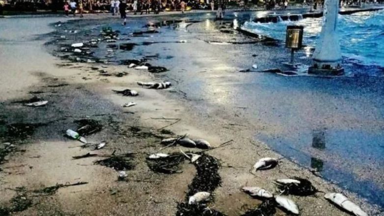 Βόλος: Ανησυχία για τα εκατοντάδες νεκρά ψάρια που ξεβράστηκαν στην παραλία