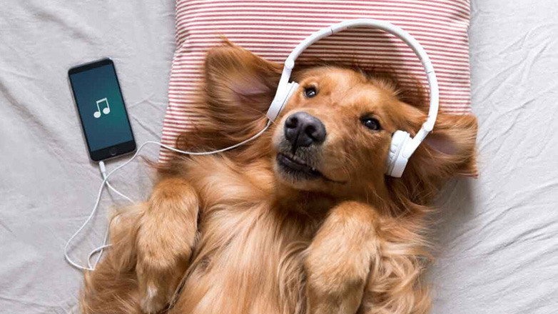 Σκύλος: Γιατί πρέπει να του βάζετε να ακούει μουσική