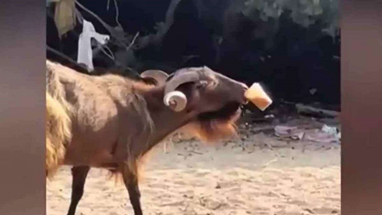 Τράγος «έκλεψε» freddo από λουόμενους στα Σύβοτα και έγινε viral