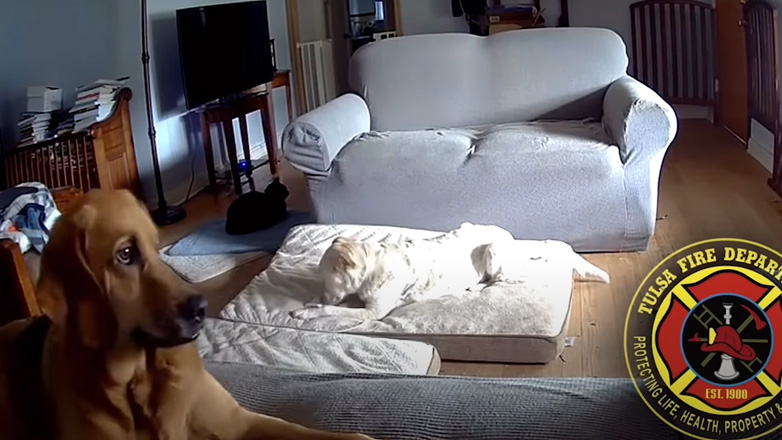 Σκύλος προκάλεσε φωτιά σε σπίτι δαγκώνοντας ένα power bank