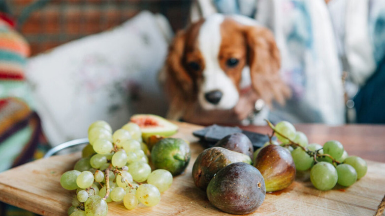 Σκύλος: Οι καλοκαιρινές τροφές που πρέπει να αποφύγετε να του δώσετε