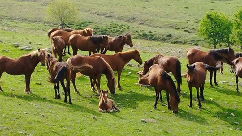 Επιδοτείται η διατήρηση απειλούμενων αυτόχθονων φυλών αγροτικών ζώων