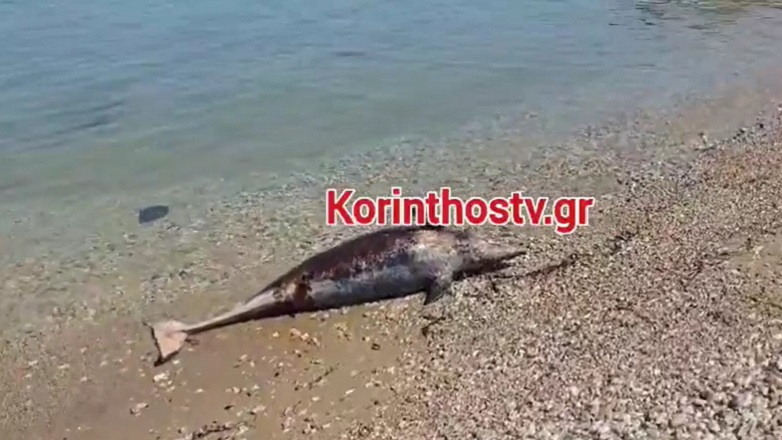 Νεκρό δελφίνι σε παραλία της Κορινθίας