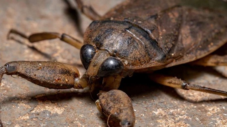 Σπάνιο δηλητηριώδες έντομο σε παραλία της Ικαρίας