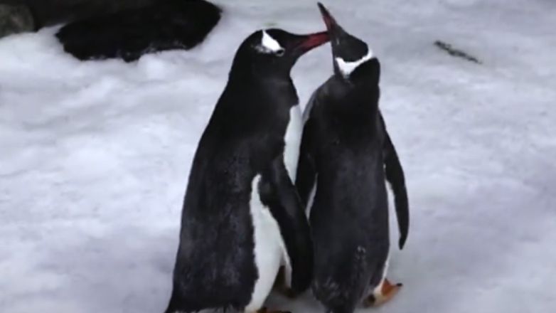 Πέθανε ο διάσημος, γκέι πιγκουίνος Σφεν – Άφησε μόνο του τον σύντροφό του Μάτζικ