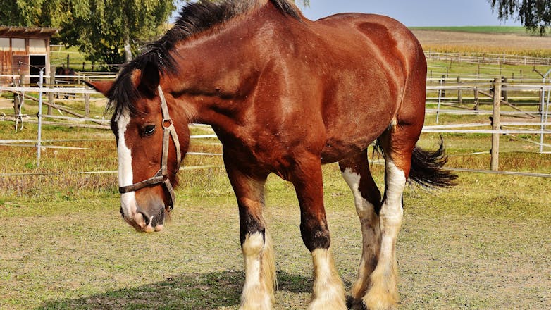 To άλλο πρόσωπο της Σαντορίνης – Άφησαν άλογο να πεθάνει από τη δίψα
