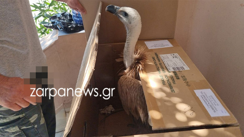 Εξαντλημένος γύπας προσγειώθηκε σε δρόμο των Χανίων