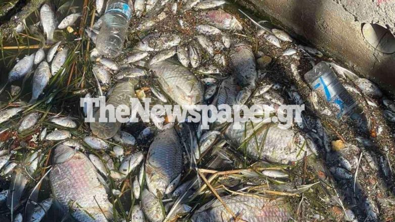 Aποκρουστικές εικόνες στο λιμάνι του Βόλου: Χιλιάδες νεκρά ψάρια επιπλέουν στο νερό