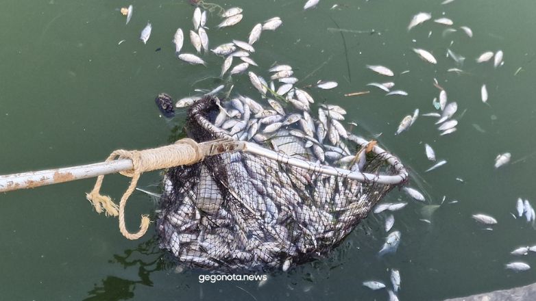 Βόλος: Μαζεύουν με την απόχη τα νεκρά ψάρια από το λιμάνι