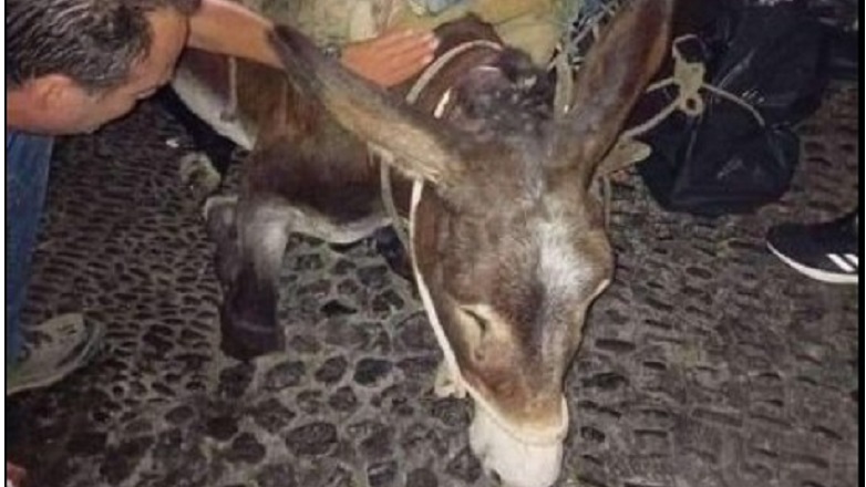 Εξαντλημένο γαϊδουράκι κατέρρευσε στη Σαντορίνη