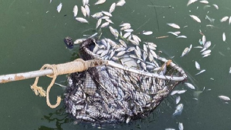 Τι προβλέπει το σχέδιο για να μαζέψουν τα νεκρά ψάρια από τον Παγασητικό