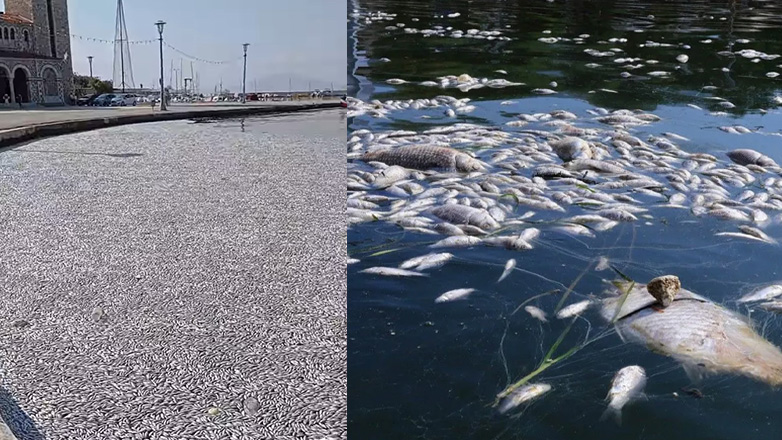 Παρέμβαση εισαγγελέα για τα νεκρά ψάρια στο Παγασητικό
