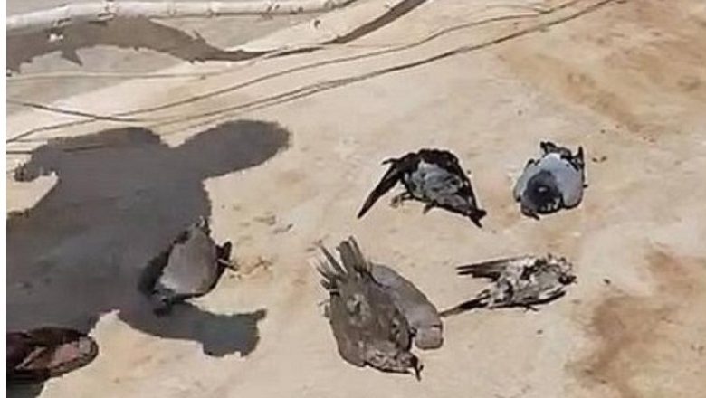 Γέμισαν νεκρά περιστέρια οι ταράτσες και οι κήποι στην Ιεράπετρα