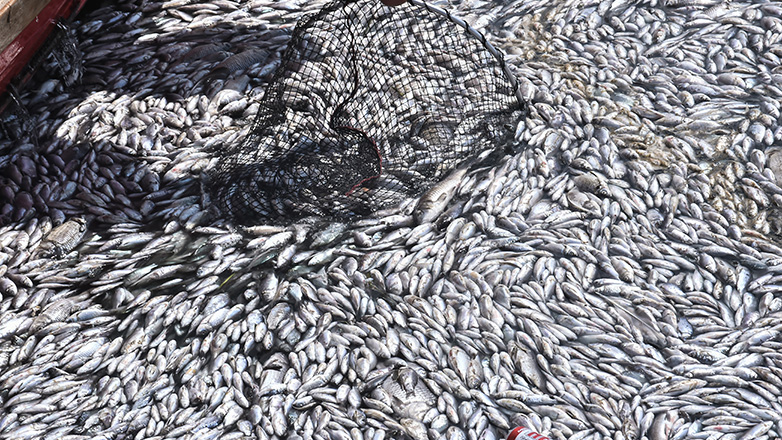 Παγασητικός: Πέντε τόνοι νεκρών ψαριών συγκεντρώθηκαν μέσα σε μία μέρα