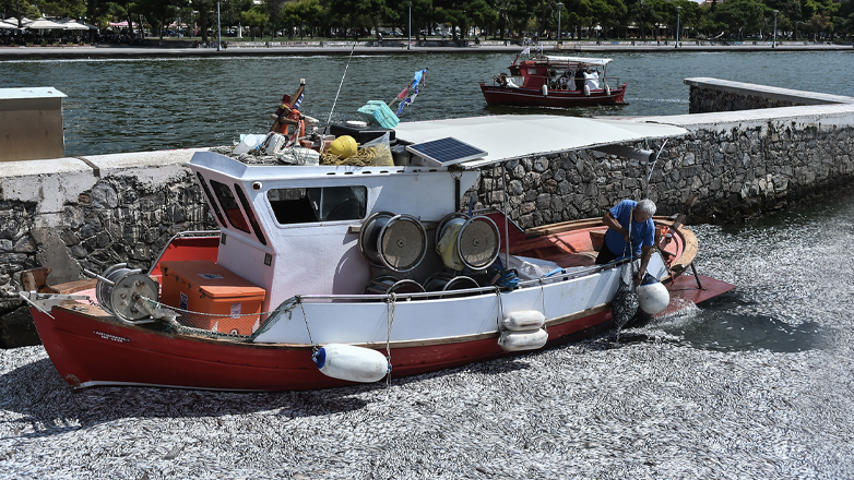 Βόλος: Μετά τα νεκρά ψάρια έρχονται οι… καρχαρίες – Προειδοποιητικές ανακοινώσεις επιστημόνων