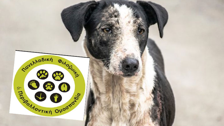 Σοβαρό περιστατικό κακοποίησης ζώου στην Πετρούπολη καταγγέλλει η Πανελλαδική Φιλοζωική και Περιβαλλοντική Ομοσπονδία