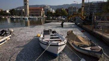 Πάνω από 160 τόνοι νεκρών ψαριών έχουν ήδη απομακρυνθεί από την παραλία του Βόλου