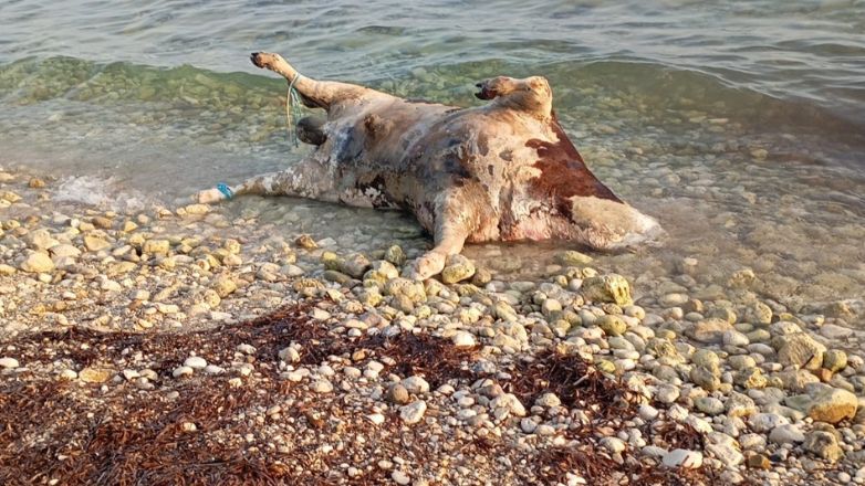 Αποκρουστικές εικόνες στην Λευκάδα – Νεκρές αγελάδες ξεβράζονται σε παραλίες
