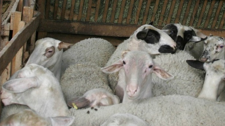 Ηράκλειο: Επιβεβαιώθηκαν τα πρώτα κρούσματα πανώλης μικρών μηρυκαστικών