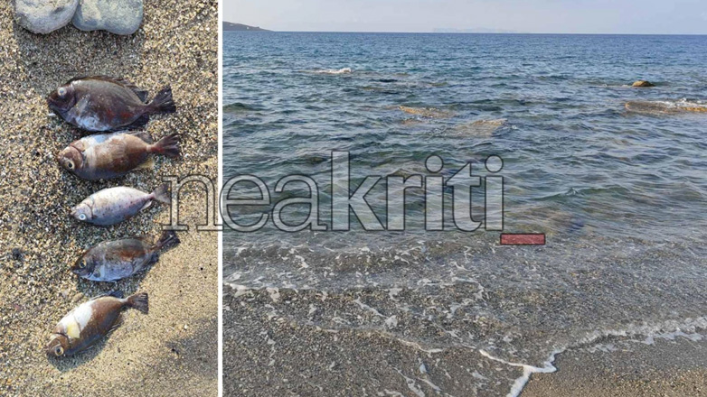 Κρήτη: Εντοπίστηκαν νεκρά ψάρια σε παραλία της Σητείας